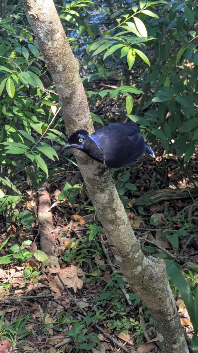 Tiere vor Ort Tiere vor Ort